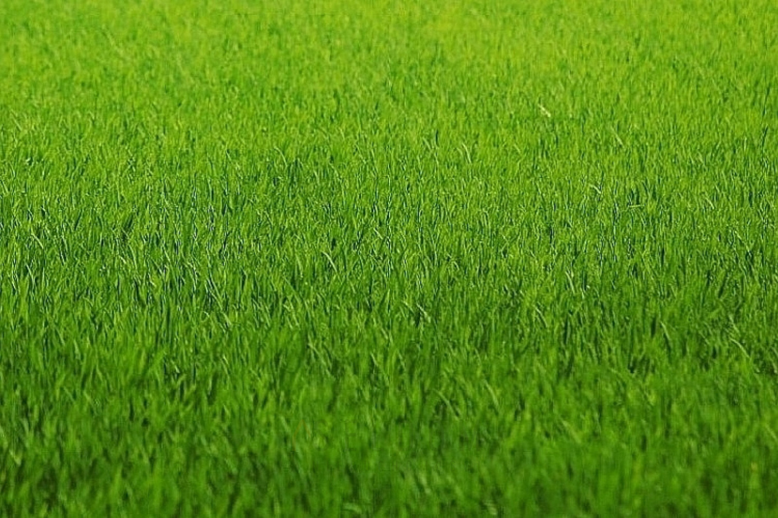 Działka Sprzedaż  Pustków 1